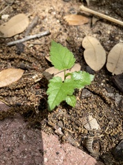 Rhynchosida physocalyx