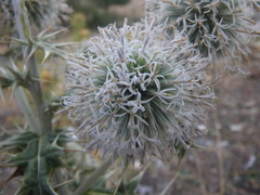 Echinops sphaerocephalus albidus
