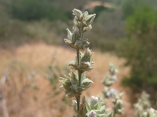 Image of Malacothamnus marrubioides by (c) Daniel S., some rights reserved (CC BY)