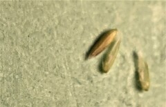 Agrostis hallii
