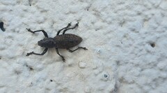 Herpisticus laesicollis