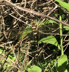 Macromia