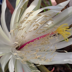 Epiphyllum hookeri