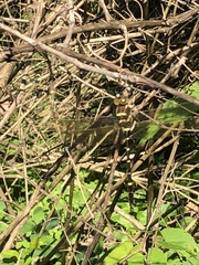 Macromia