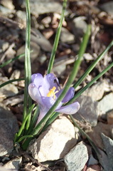 Syringodea longituba violacea