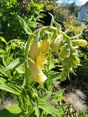 Digitalis grandiflora
