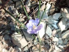 Syringodea longituba violacea