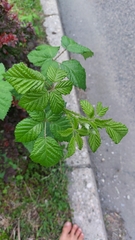 Rubus