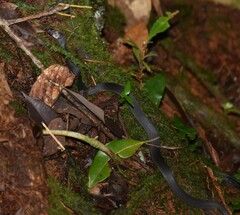 Ninia teresitae