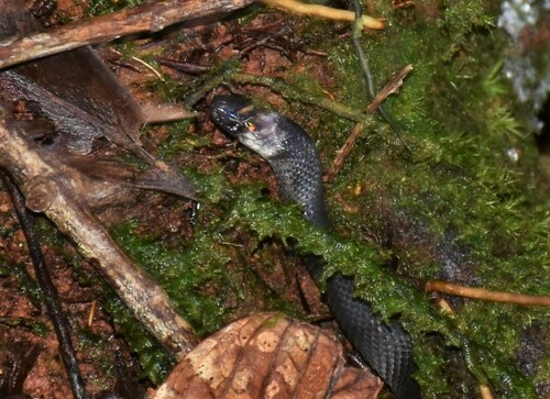Ninia teresitae