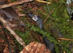 Ninia teresitae