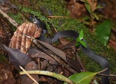 Ninia teresitae