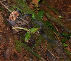 Ninia teresitae