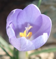 Syringodea longituba violacea