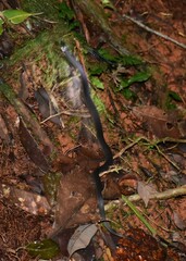 Ninia teresitae