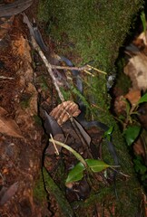 Ninia teresitae