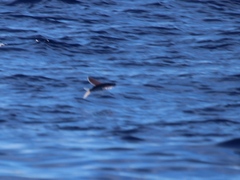 Cheilopogon