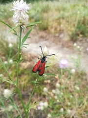 Zygaena erythrus