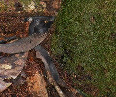 Ninia teresitae