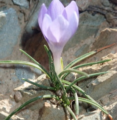 Syringodea longituba violacea