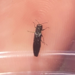 Agrilinae