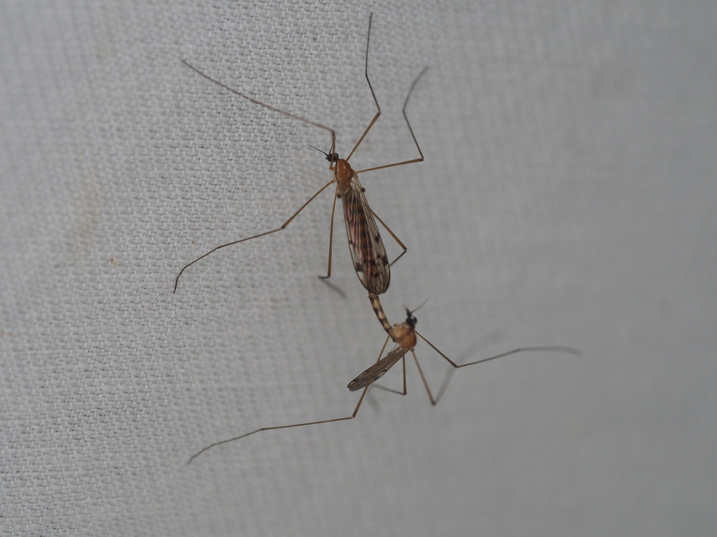 Neolimonia dumetorum