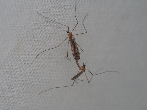 Neolimonia dumetorum