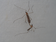 Neolimonia dumetorum