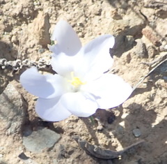 Syringodea longituba violacea