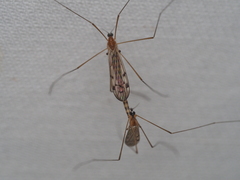 Neolimonia dumetorum