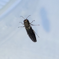 Agrilinae