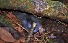 Ninia teresitae