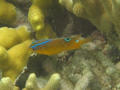 Chrysiptera leucopoma