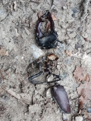 Lucanus cervus