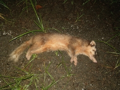 Melogale subaurantiaca