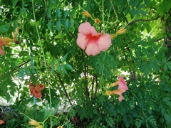 Campsis grandiflora