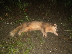 Melogale subaurantiaca