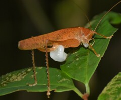 Subria