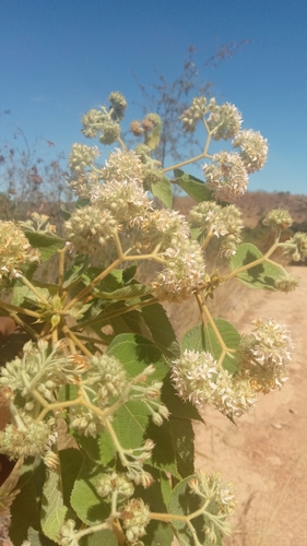 Dombeya mollis