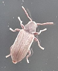 Anobium punctatum