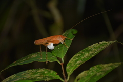 Subria