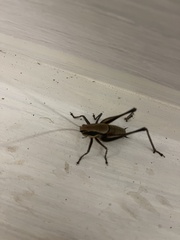 Eupholidoptera smyrnensis