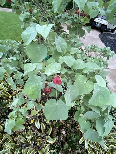 Abutilon menziesii