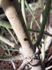 Chilocorus canariensis