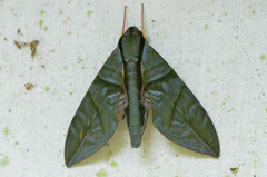 Eumorpha phorbas