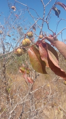 Sclerocroton melanostictus image