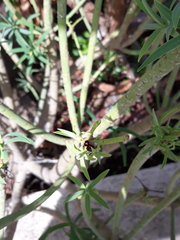 Chilocorus canariensis