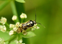 Orthops campestris