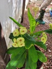 Euphorbia milii