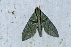 Eumorpha phorbas